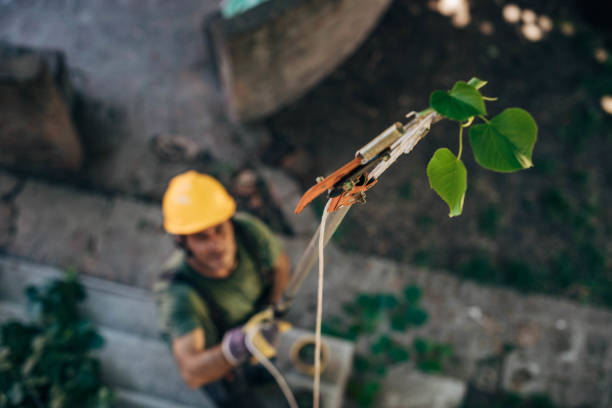 Trusted Mexico Beach, FL Tree Services Experts